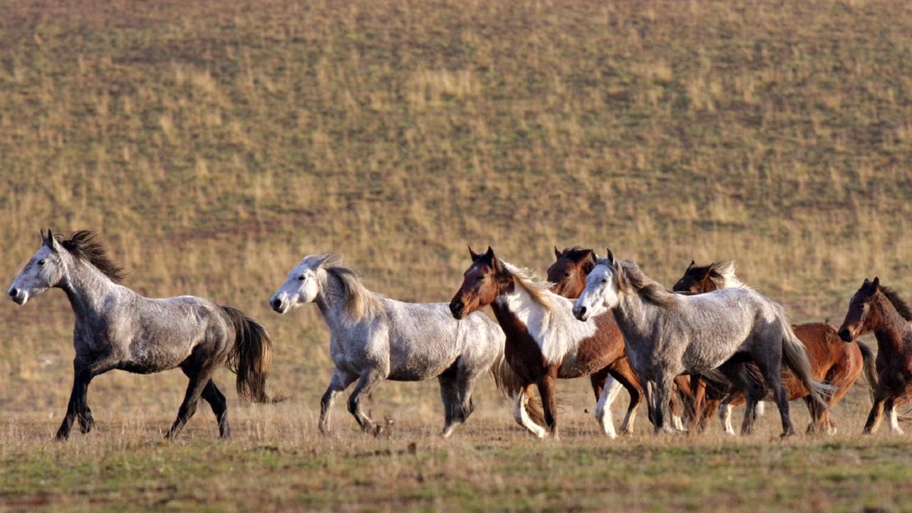 Horse Cull Gets Green Light – The Weekend Australian Newspaper | Ricky ...