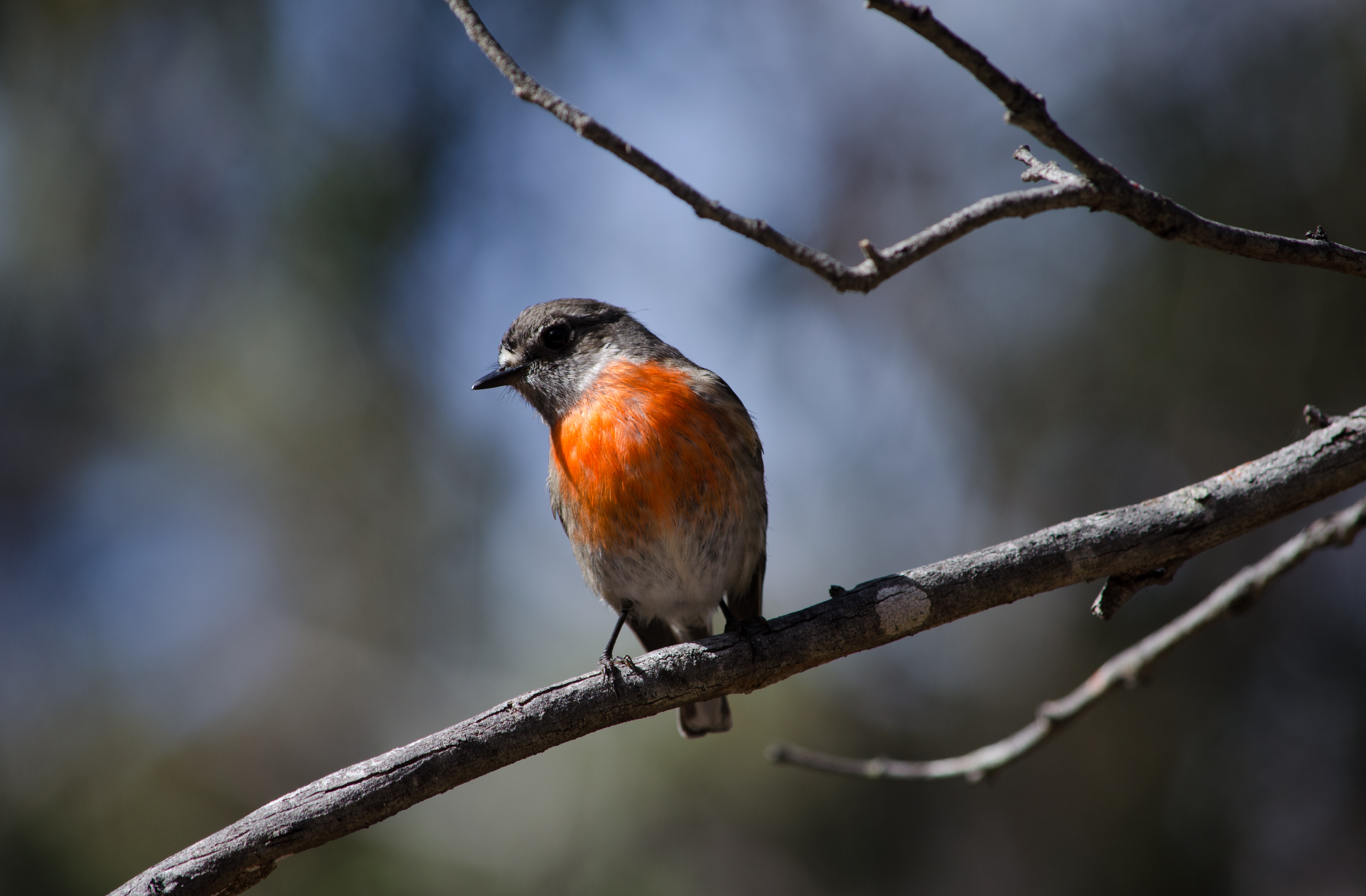 Female Scarlet Robin (2)