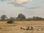 African safari goes luxe at Mpala Jena – Weekend Australian Travel + Luxury